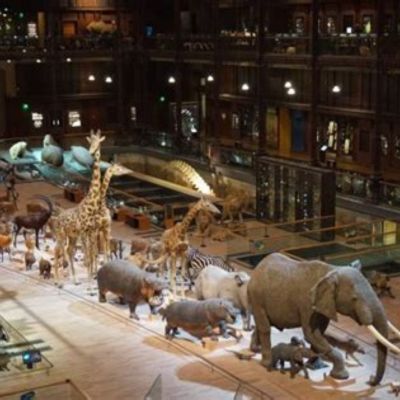 Sortie avec enfants à Paris - Galerie de l'évolution